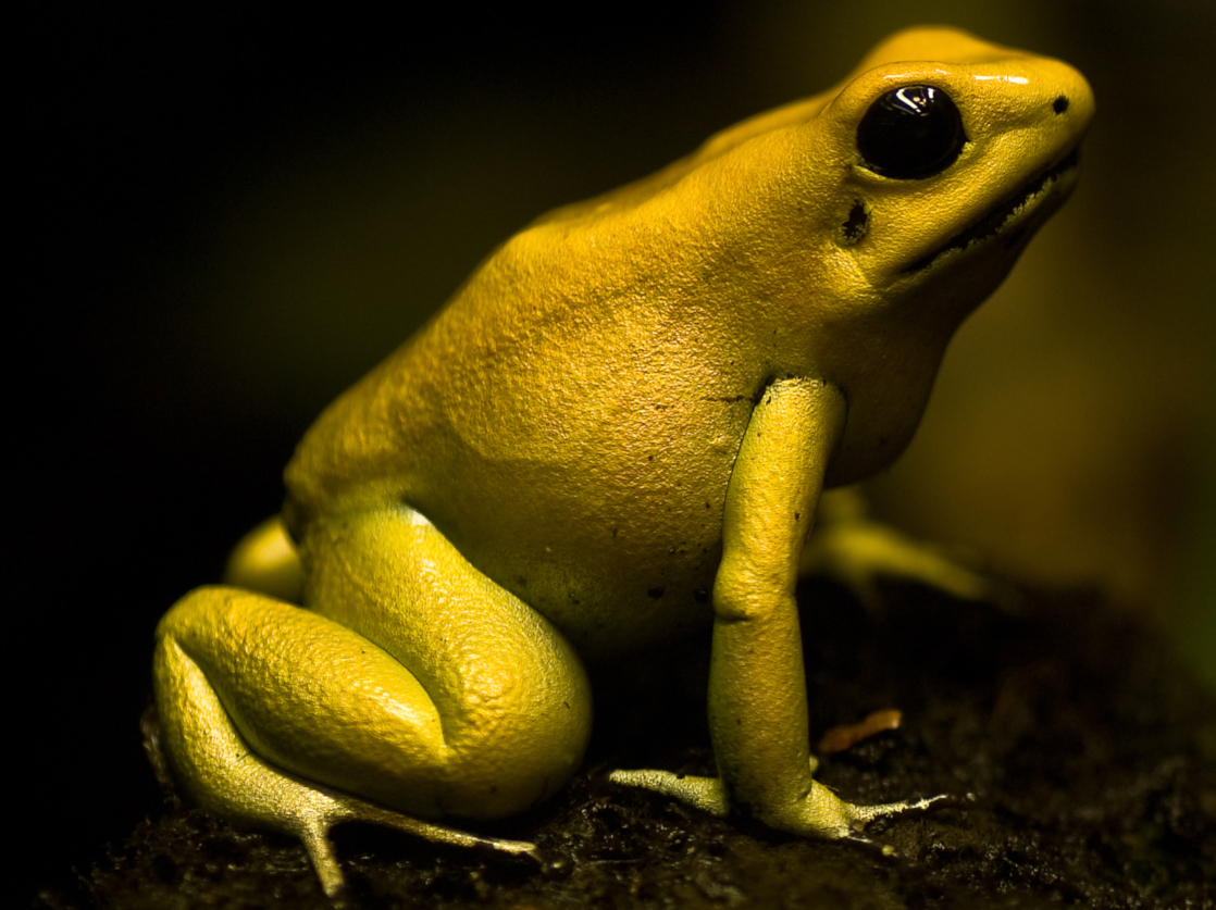 Venomous tree frog (Phyllobates terribilis)