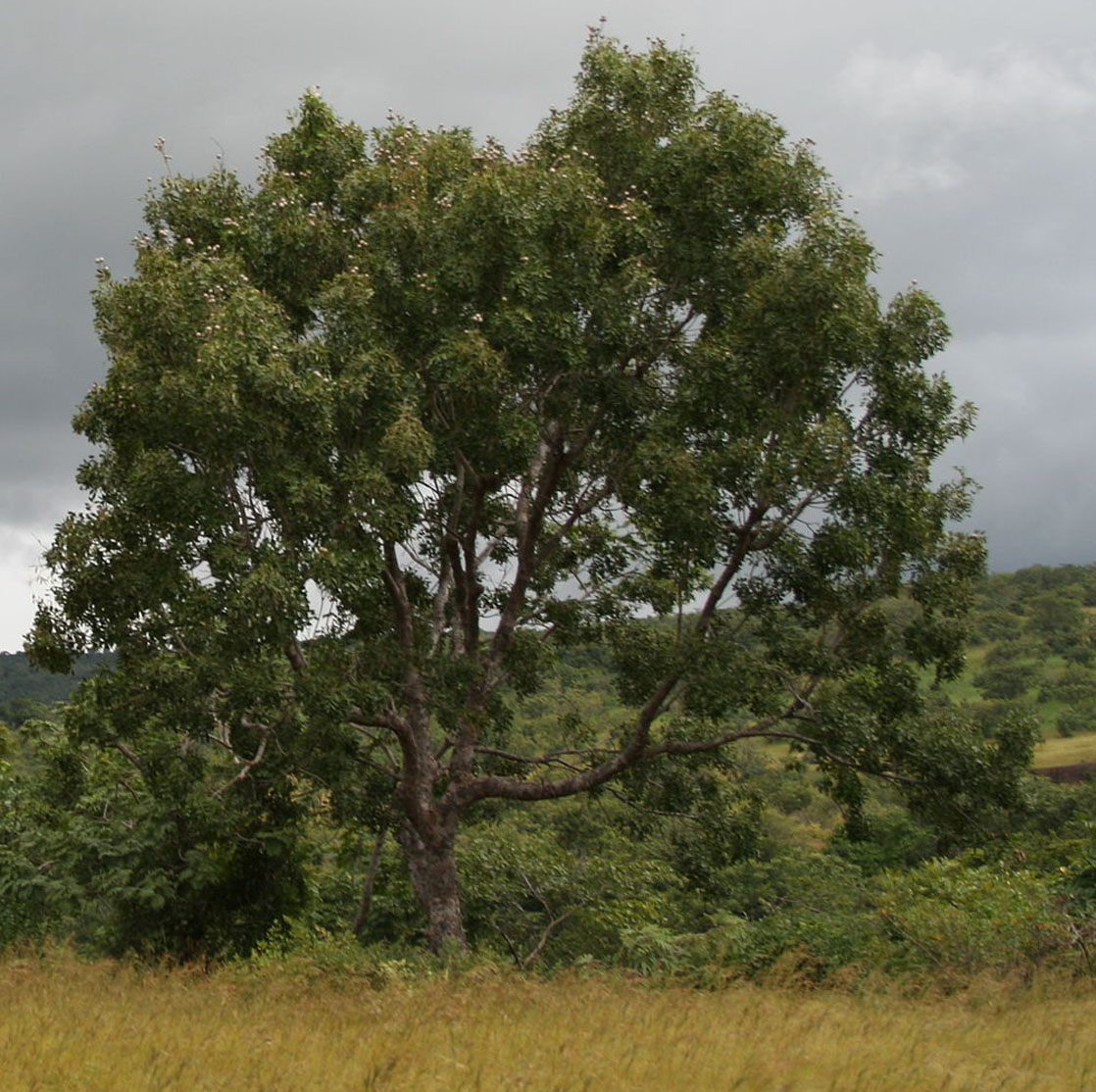 Khaya tree
